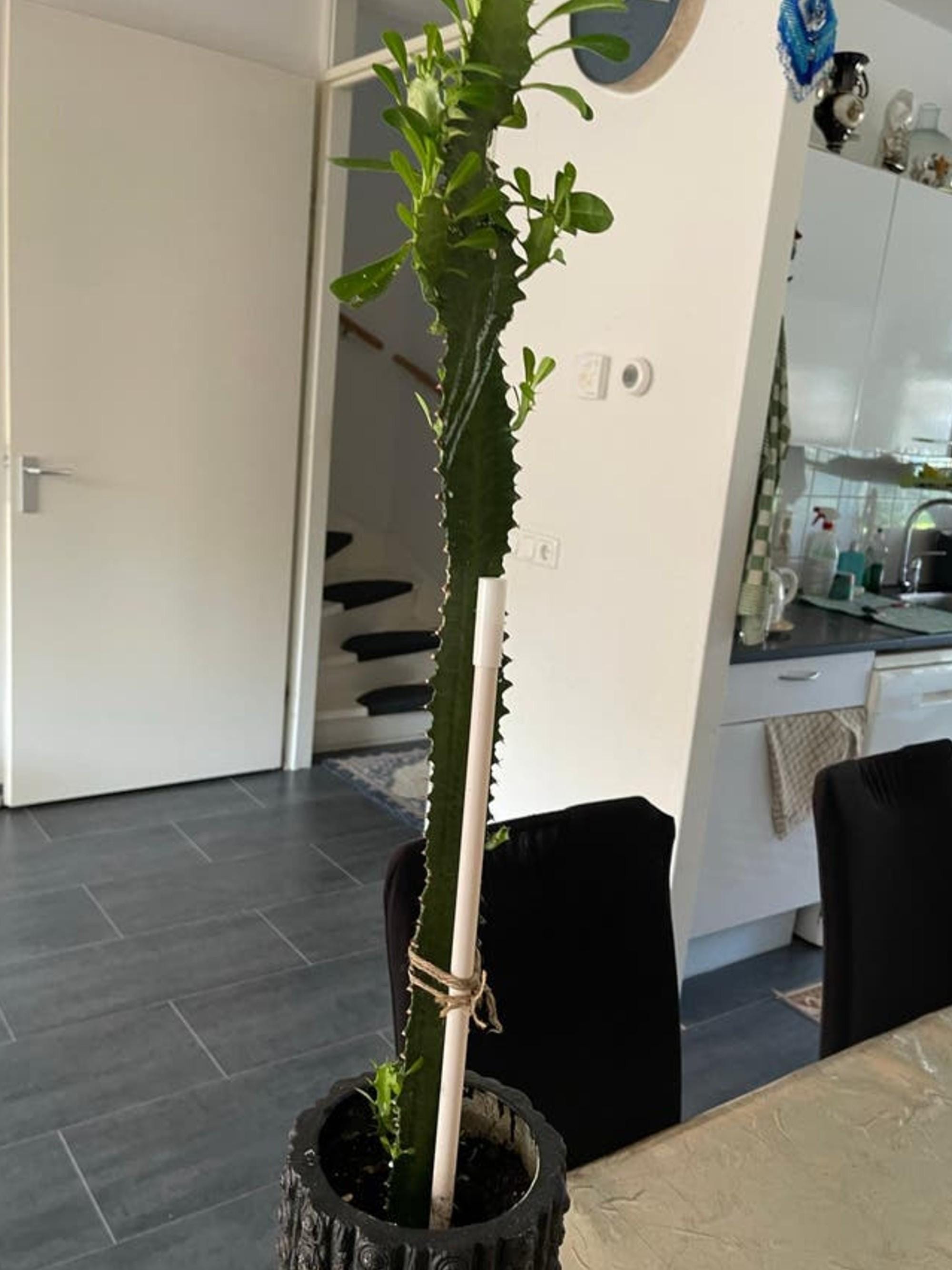 Euphorbia Trigona cutting