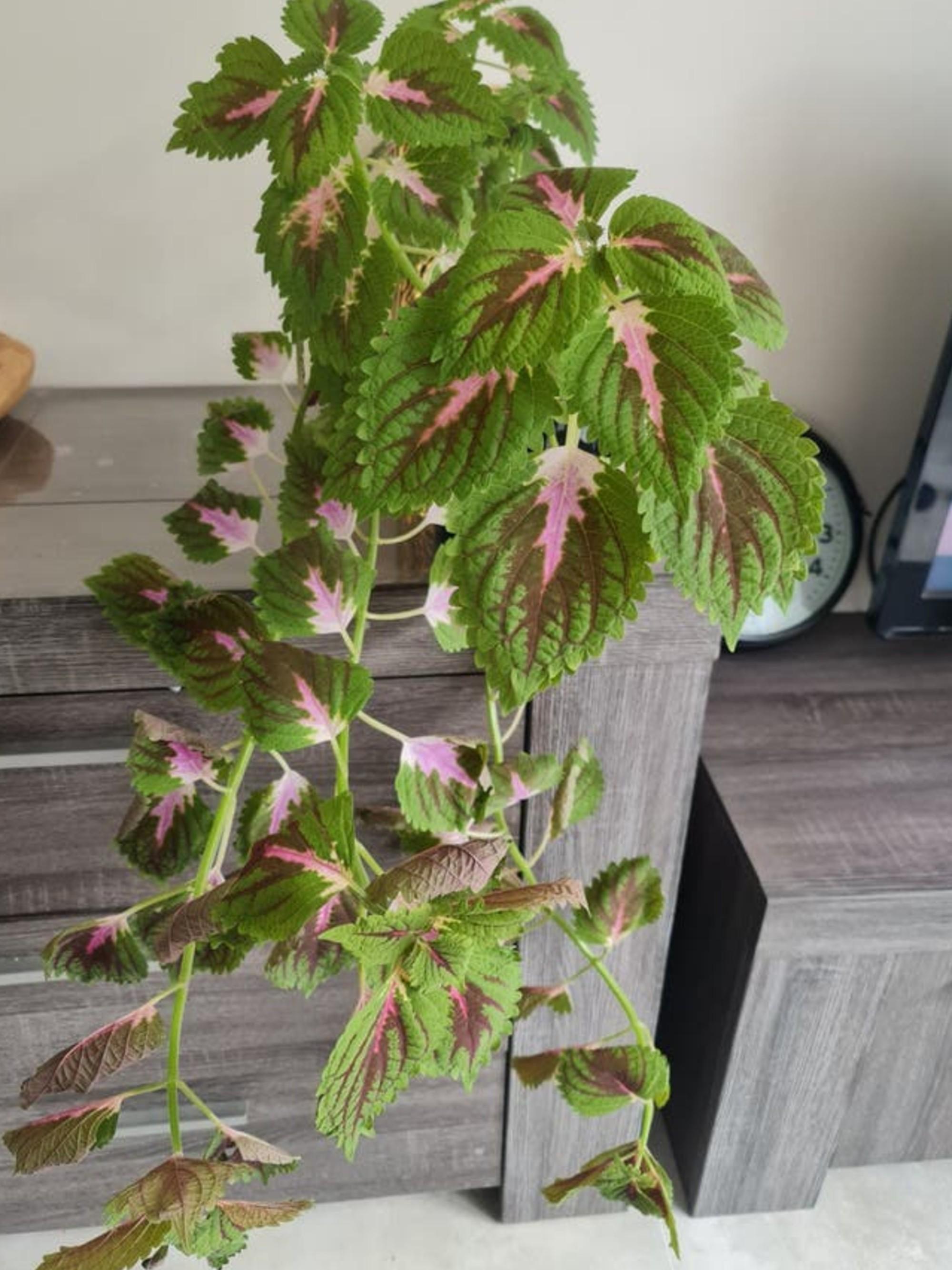 Coleus Scutellarioides cutting