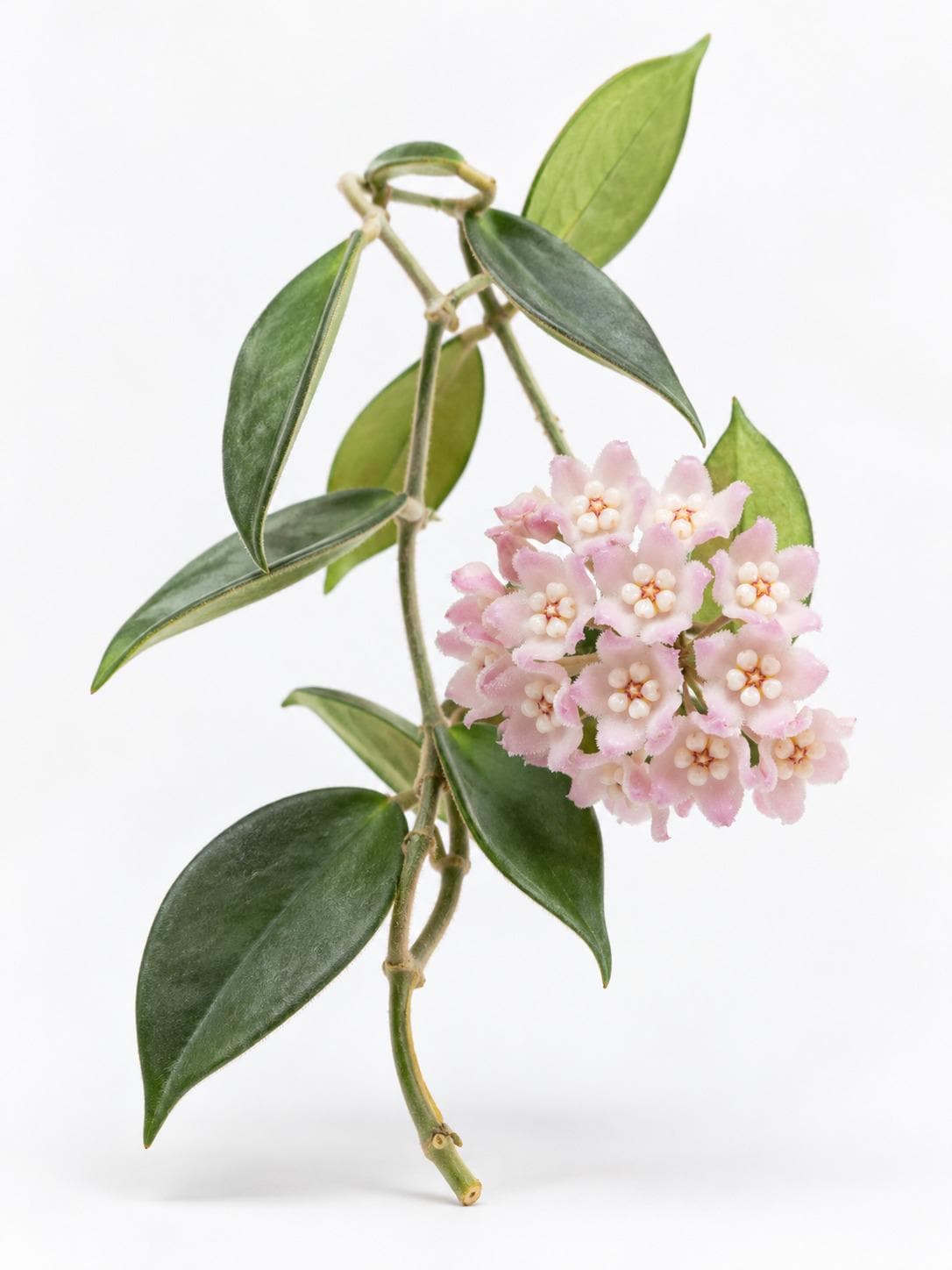 Hoya Thomsonii cutting