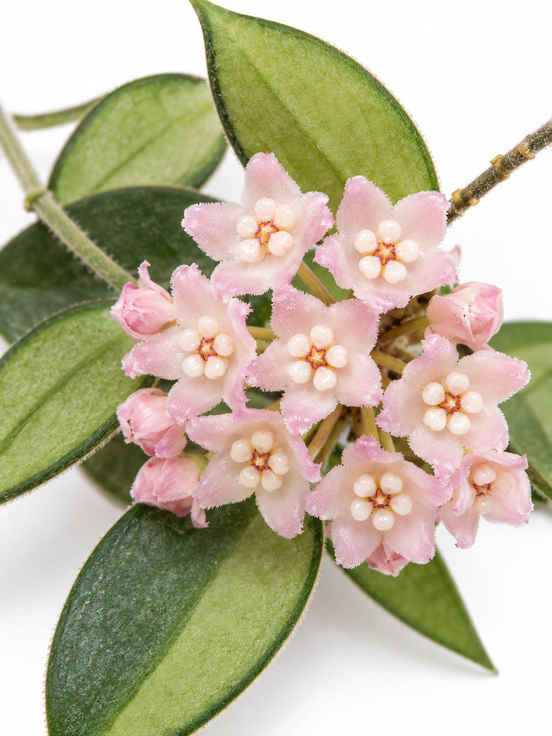 Hoya Thomsonii cutting photo 2