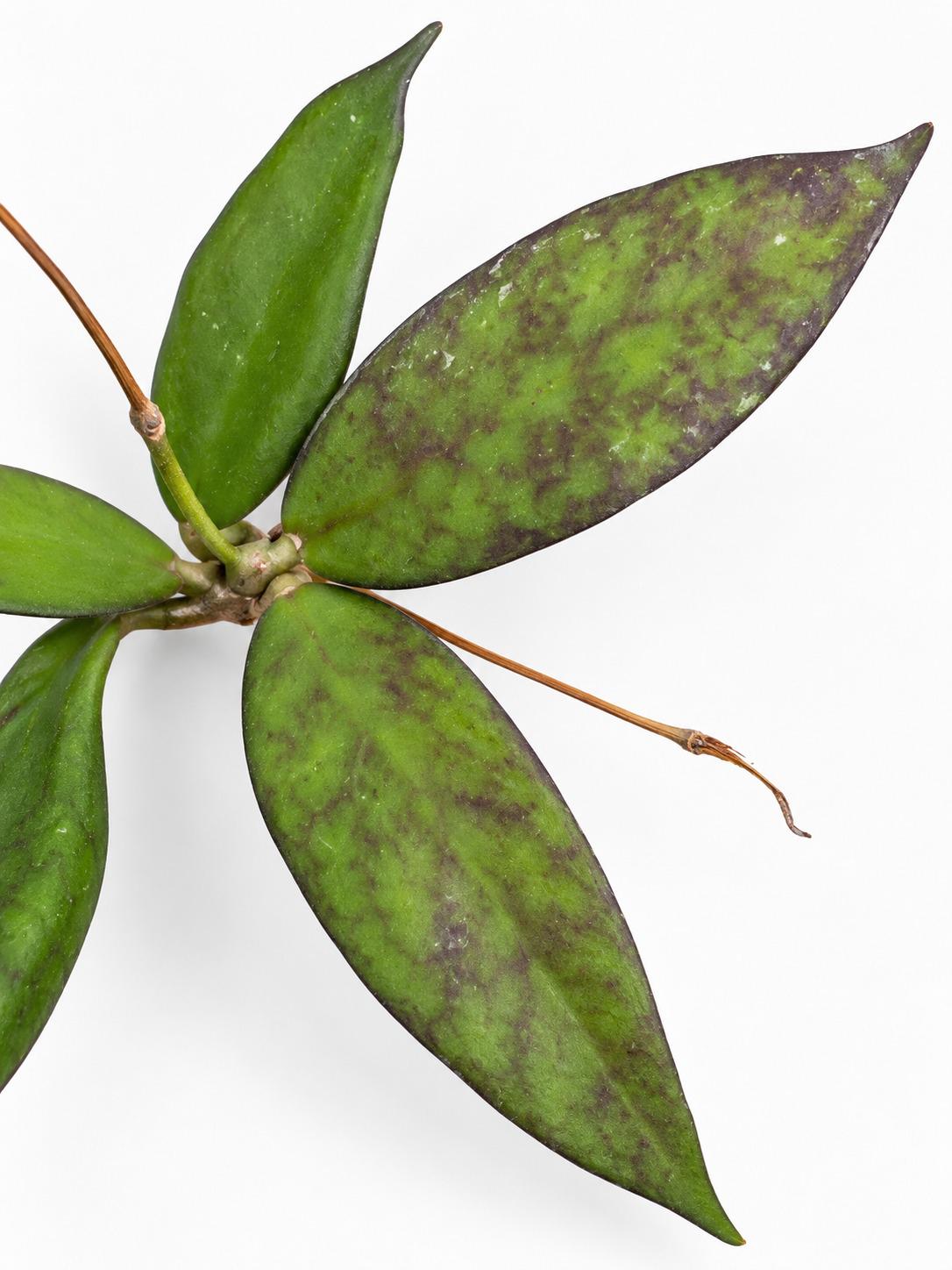Hoya Scortechinii cutting photo 2