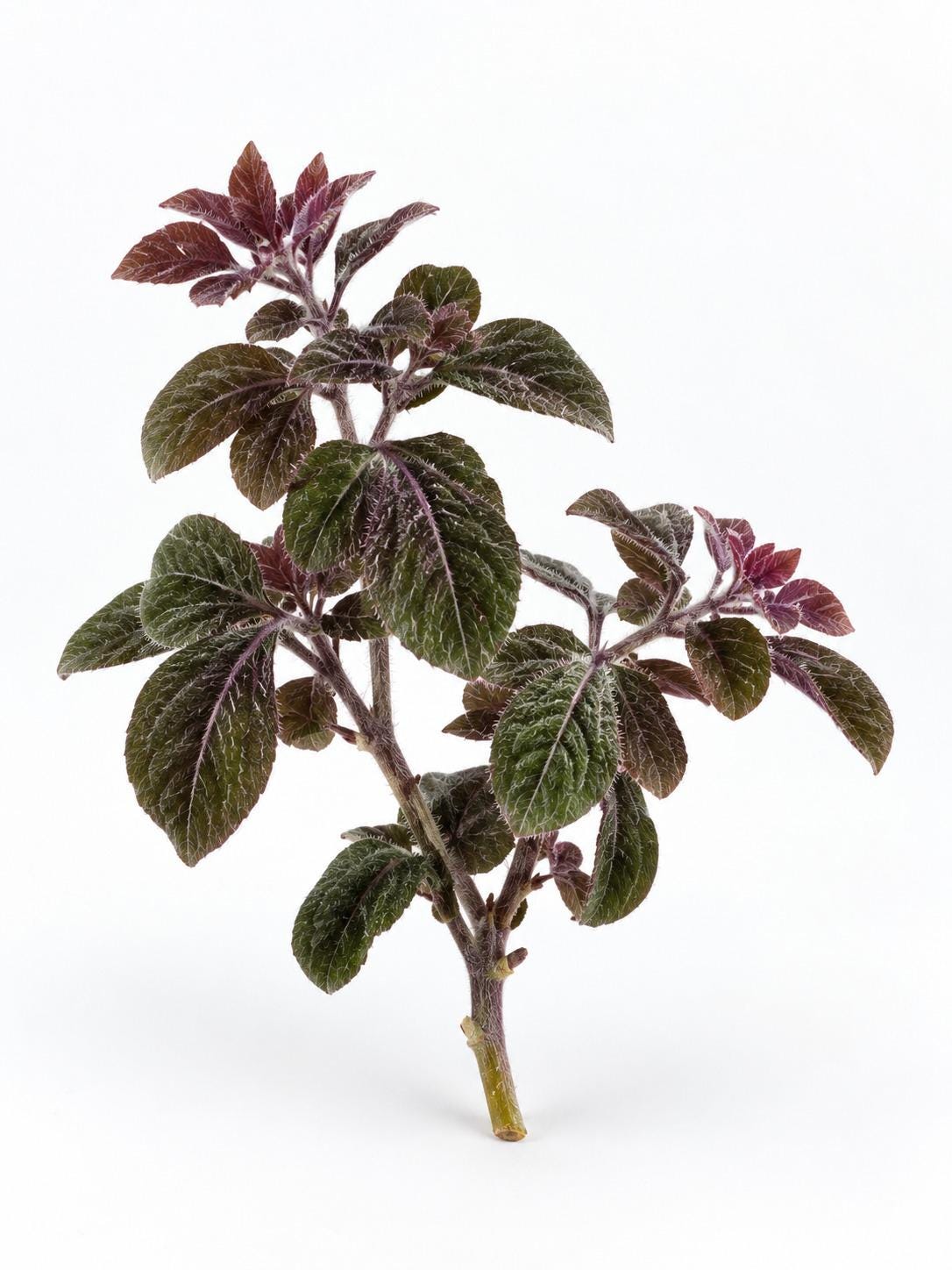 Solanum Uleanum cutting