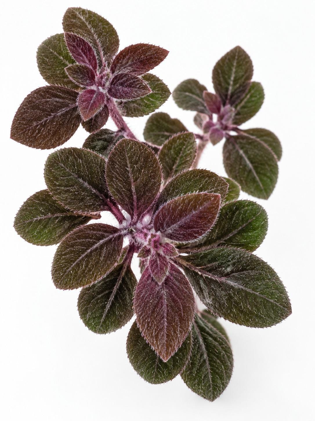 Solanum Uleanum cutting photo 2