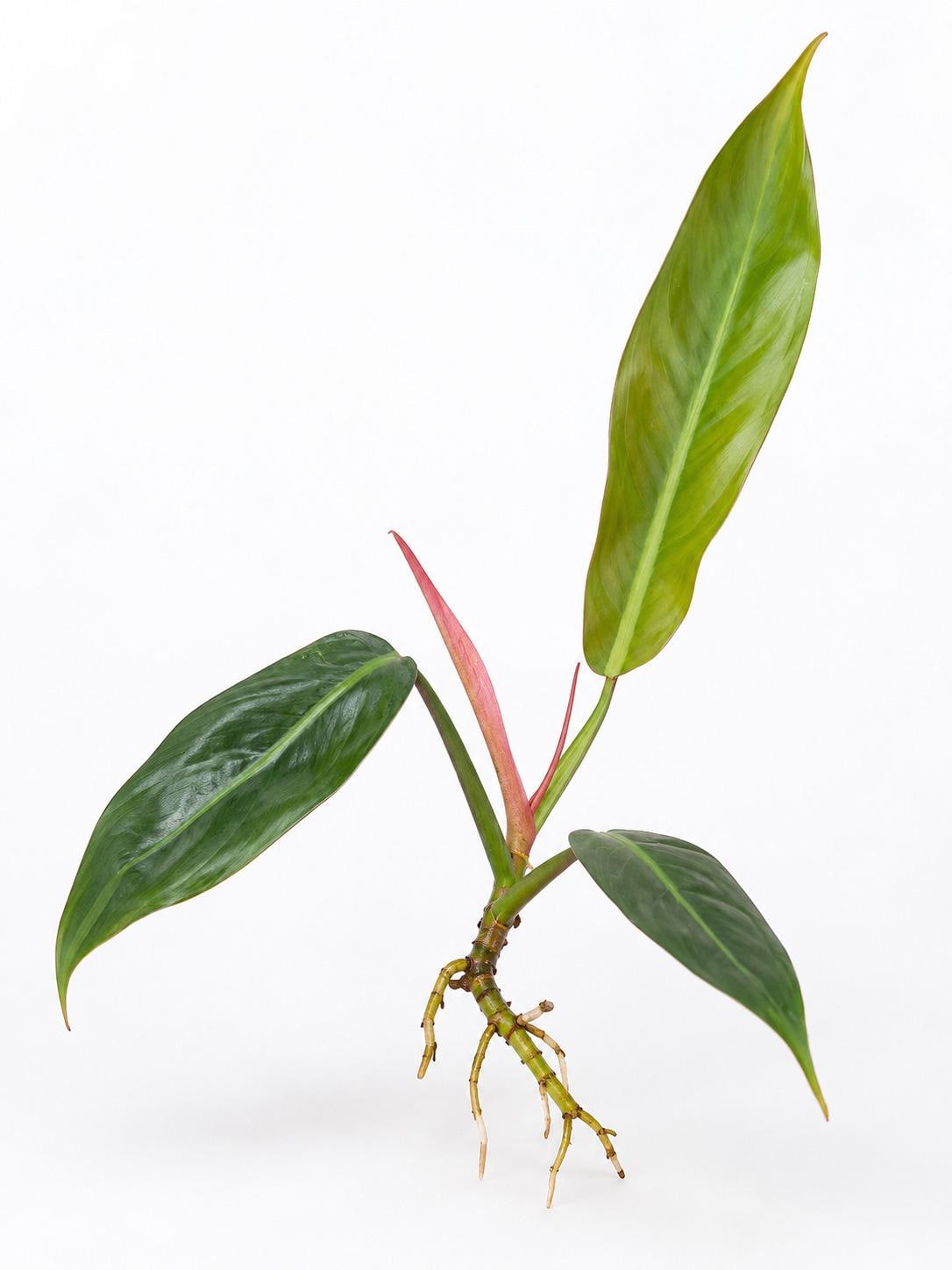 Philodendron Bicolor cutting