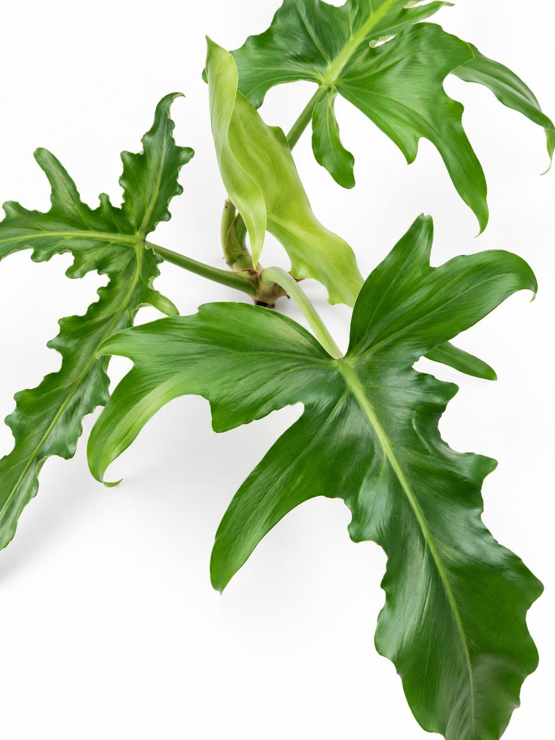 Philodendron Belle Isle cutting photo 2