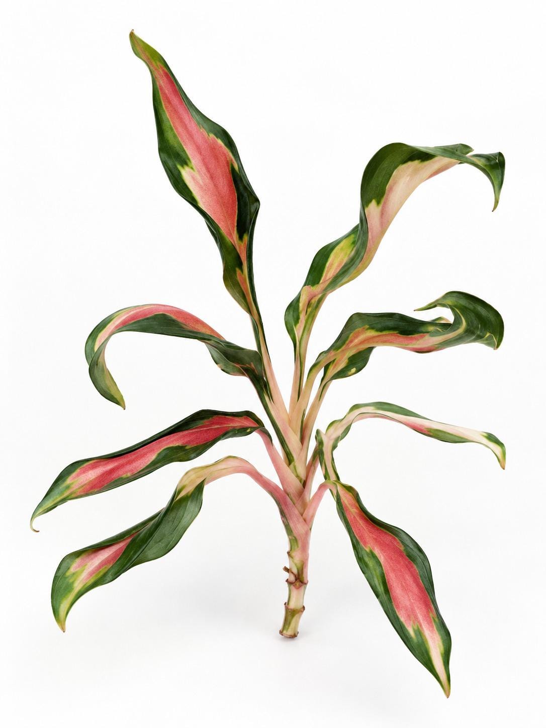 Aglaonema Flying Squid cutting