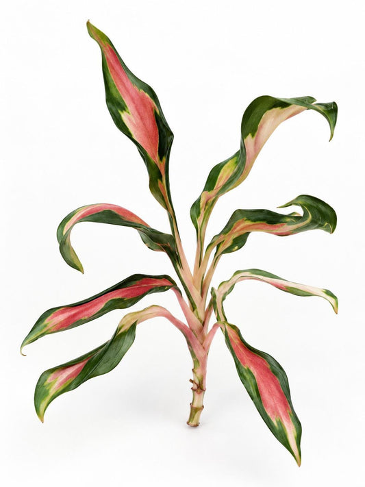 Aglaonema Flying Squid Cutting – rare plant for sale