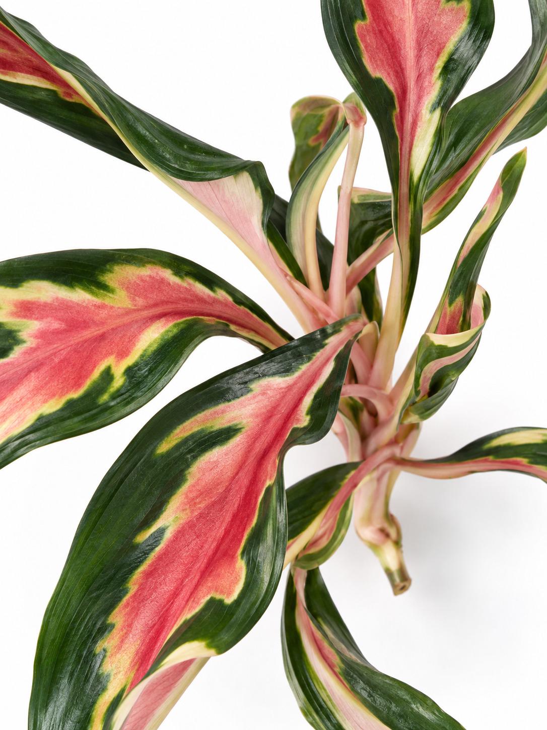 Aglaonema Flying Squid cutting photo 2