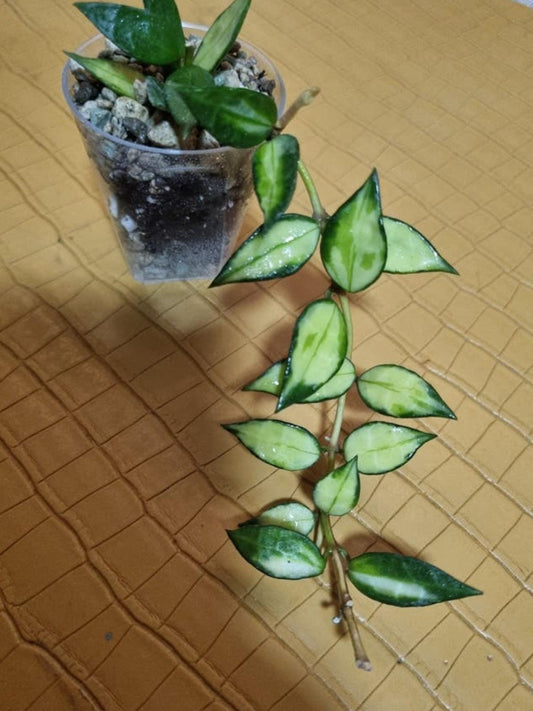 Hoya Lacunosa Inner Variegata cutting