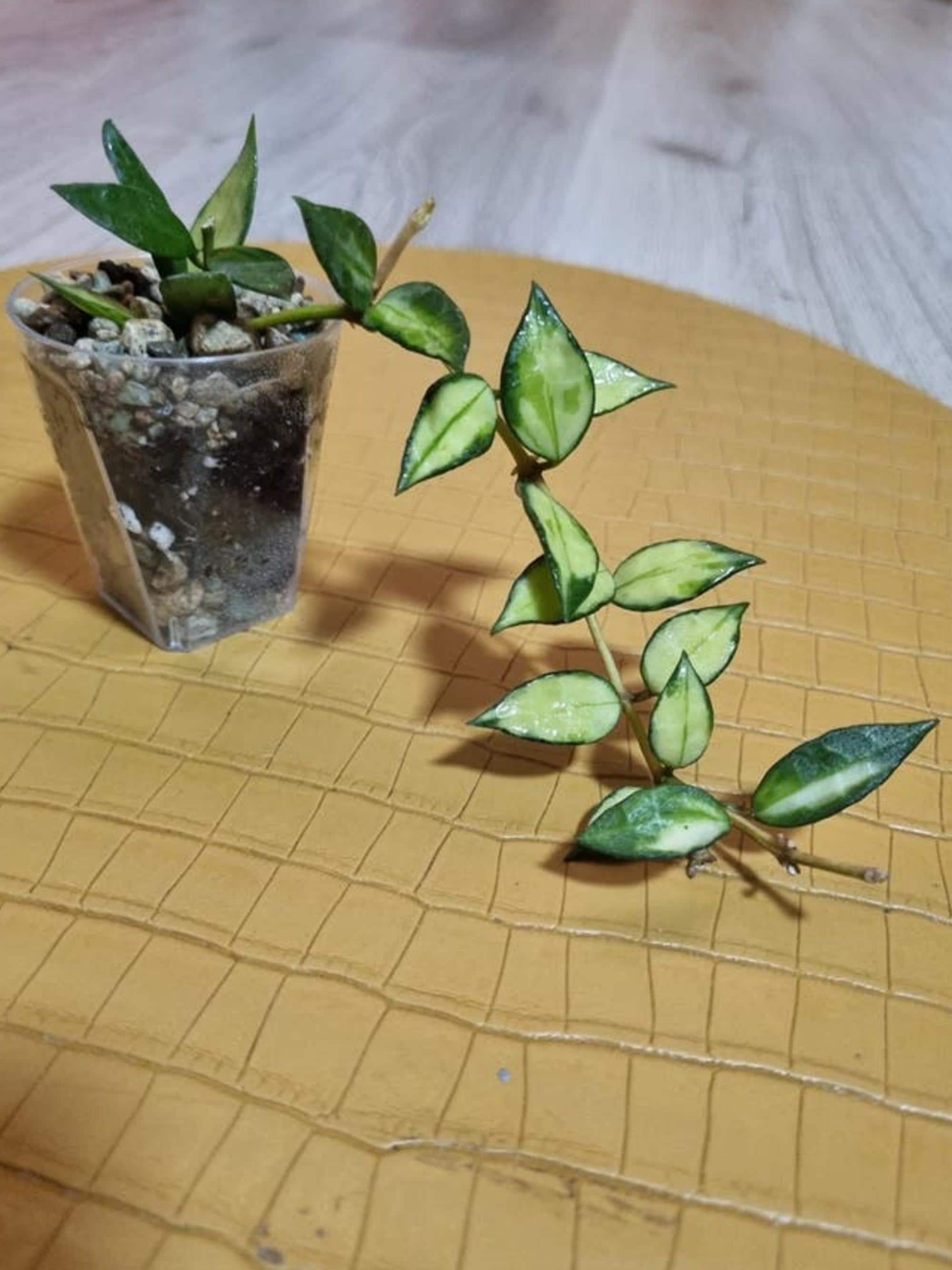 Hoya Lacunosa Inner Variegata cutting