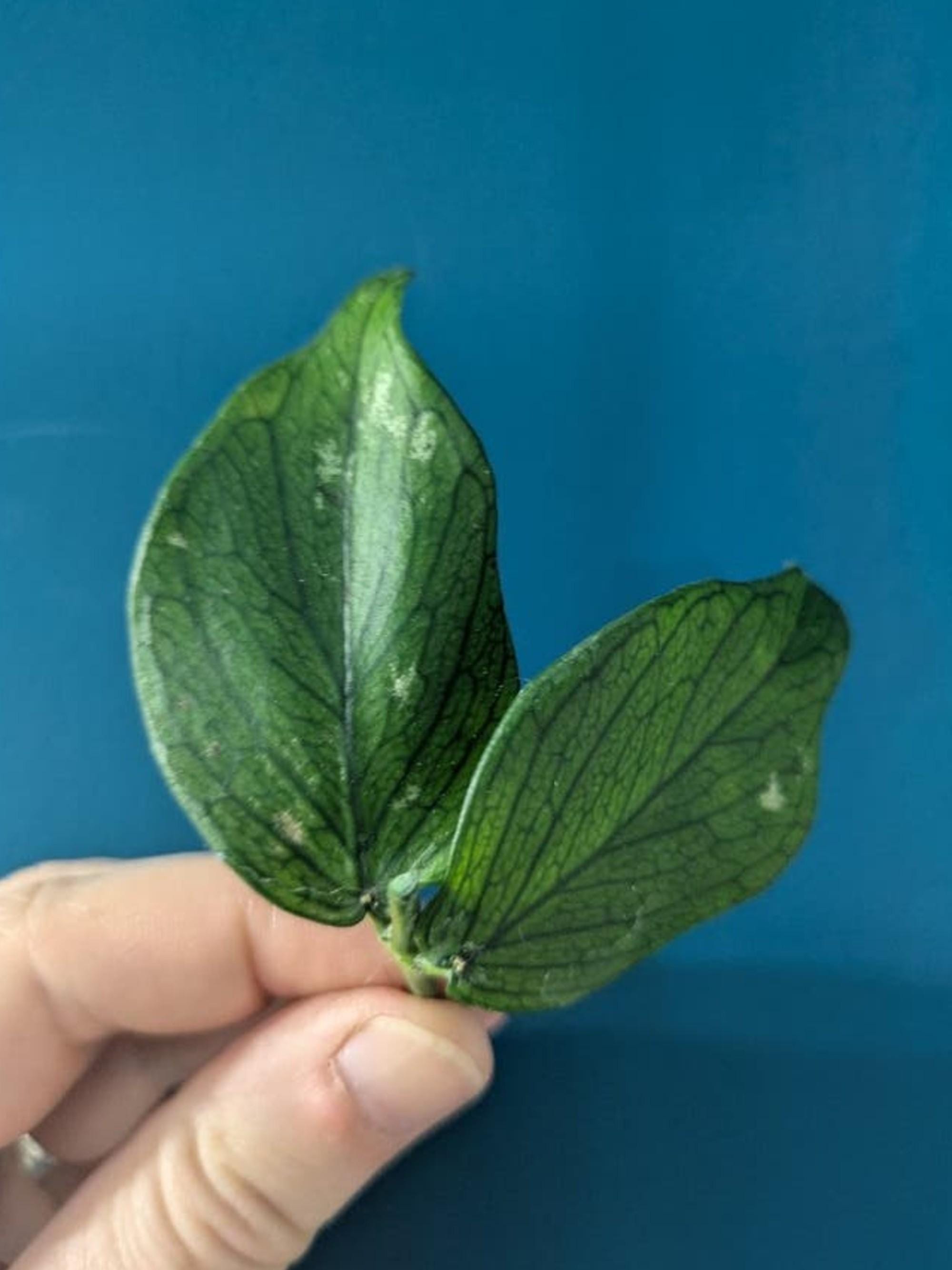 Hoya Polyneura White Ghost cutting