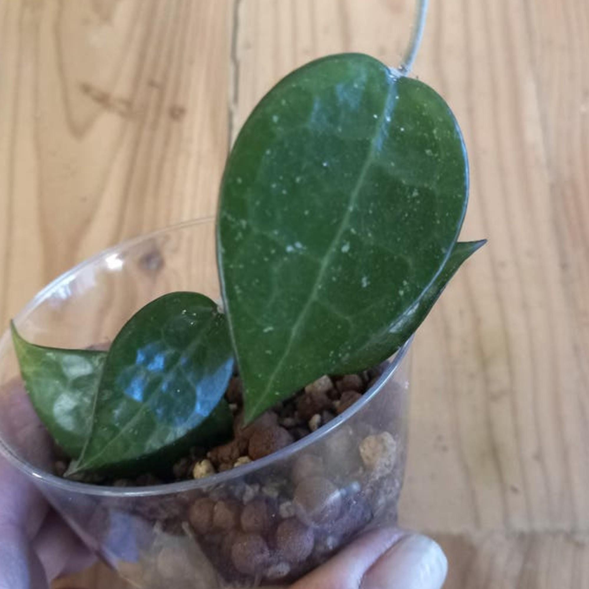 Hoya Verticillata Black Margin cutting