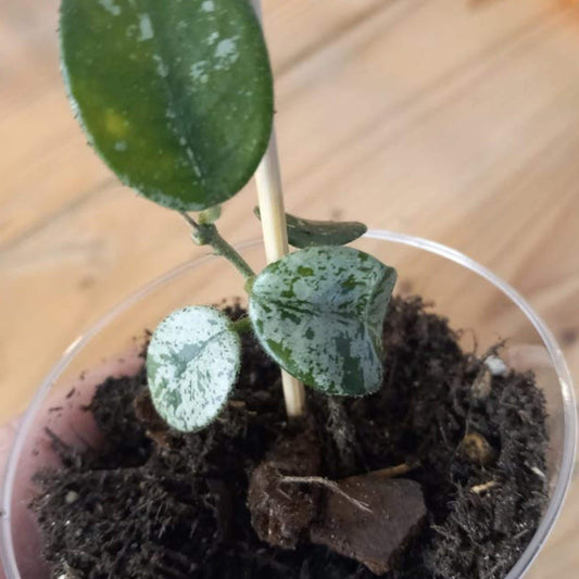 Hoya Mathilda Splash cutting