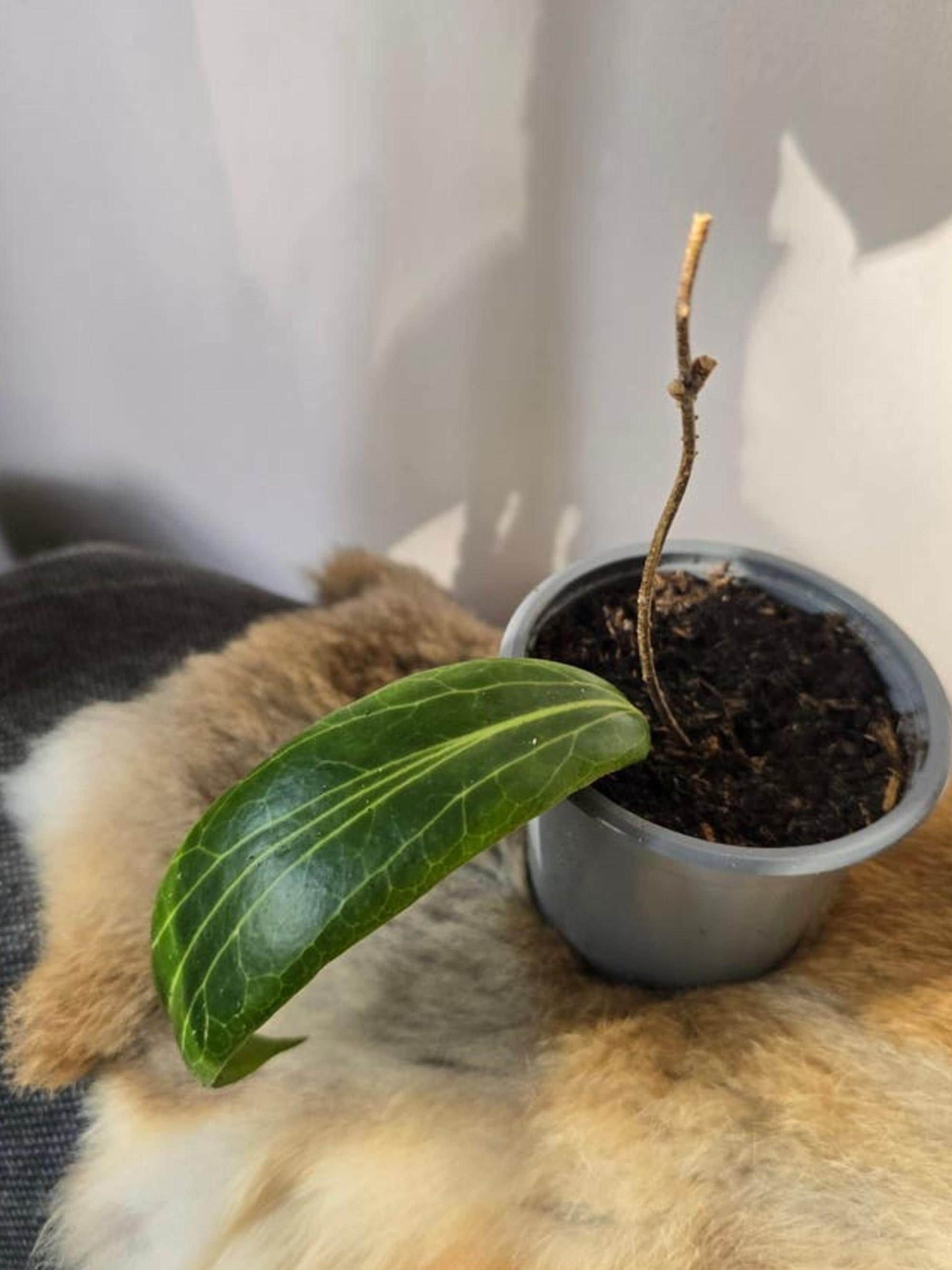 Hoya Soligamiana cutting