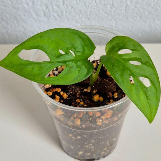 Monstera Adansonii Monkey Mask cutting