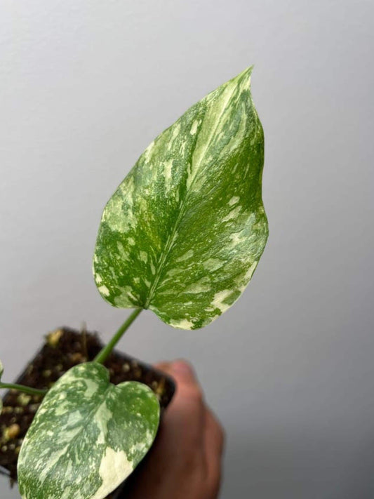 Monstera Deliciosa Starlight cutting