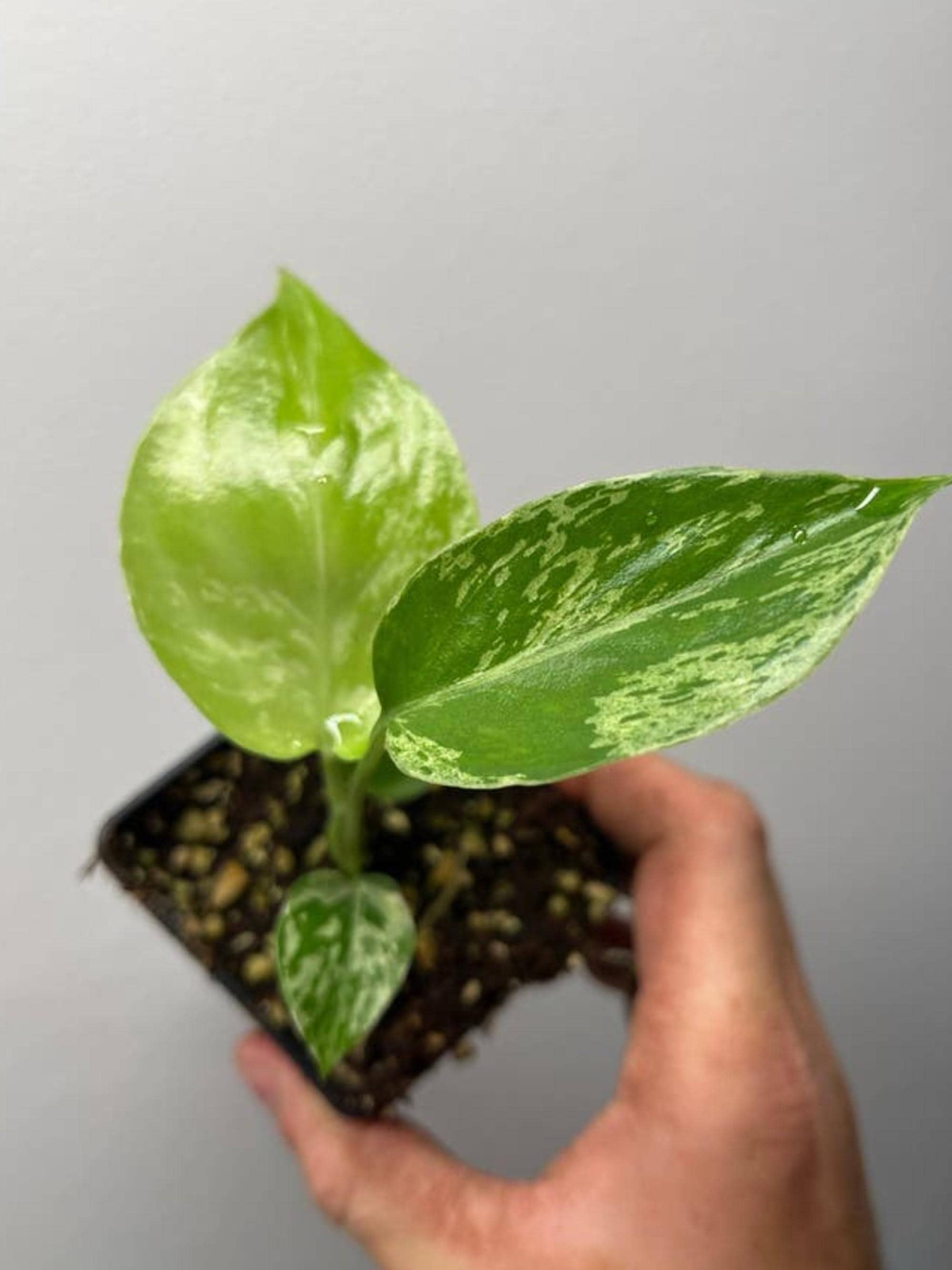 Monstera Deliciosa Bulbasaur cutting