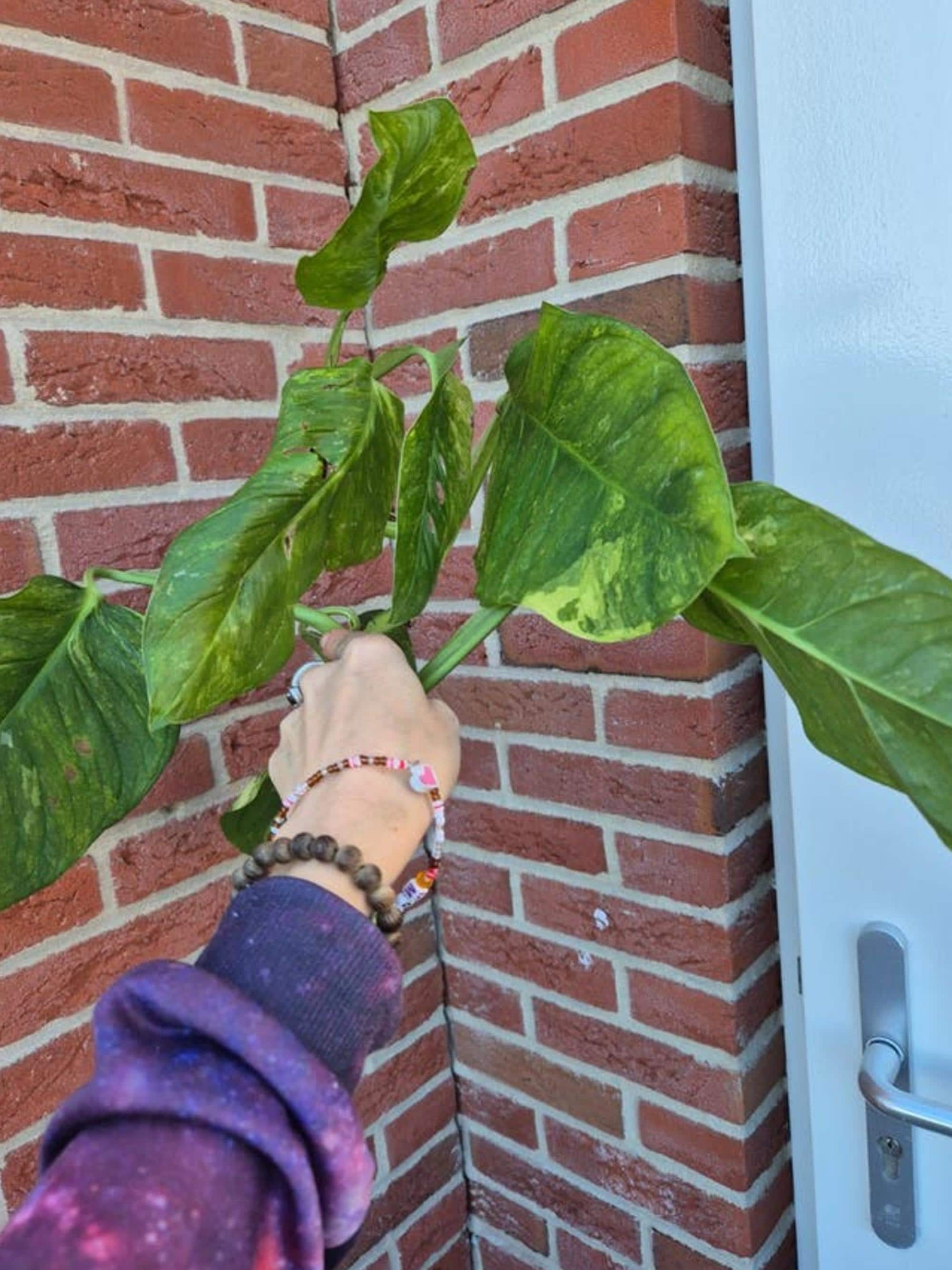 Monstera Obliqua Mayuna Variegata cutting