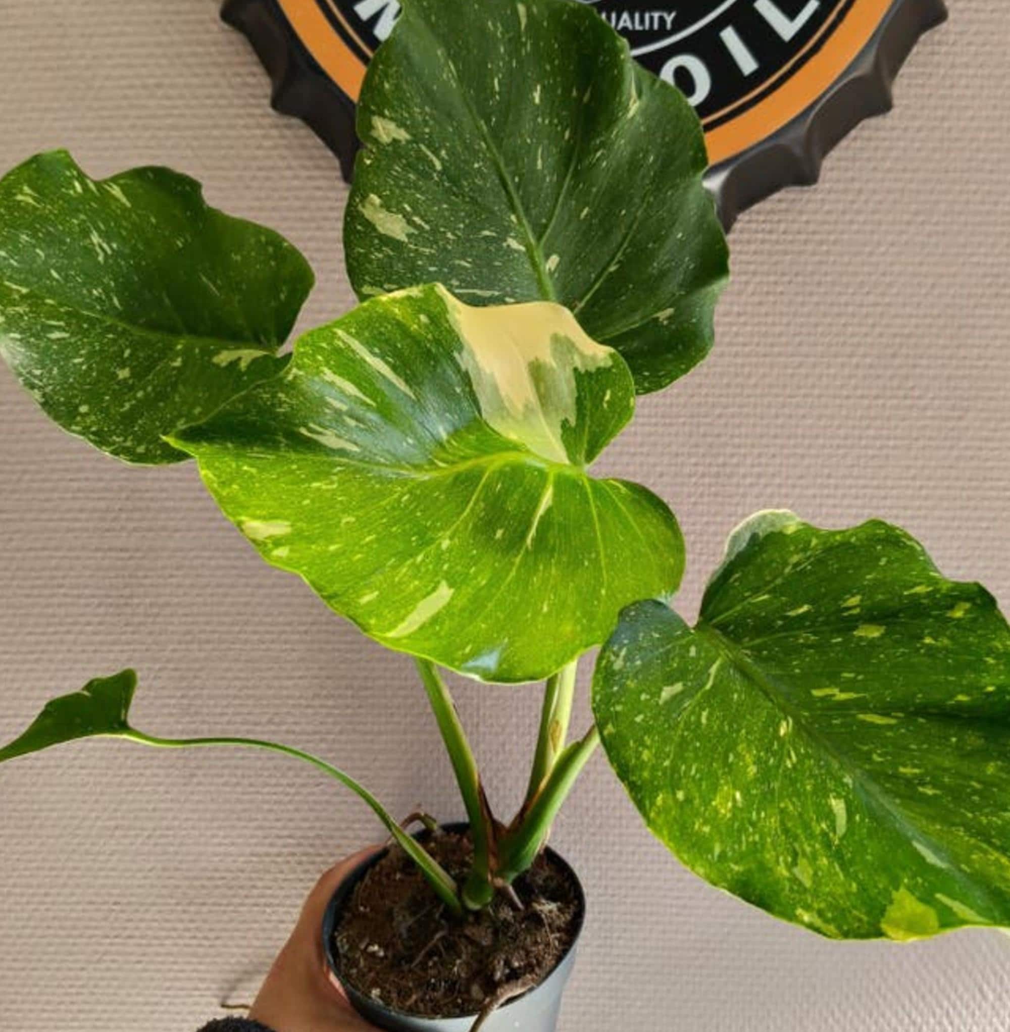 Monstera Thai Constellation Mutation cutting
