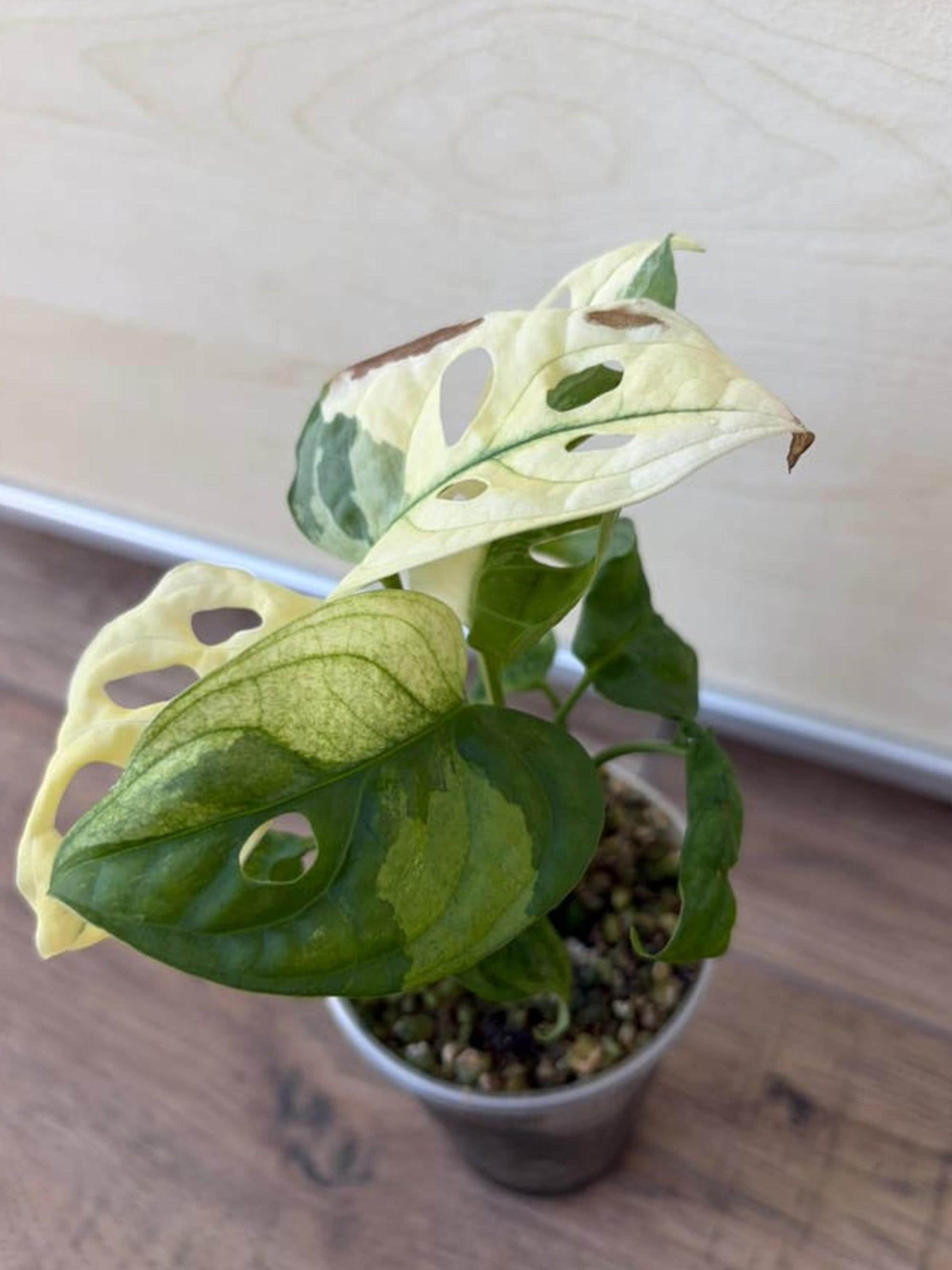 Monstera Adansonii Japanese Tricolor Variegata cutting