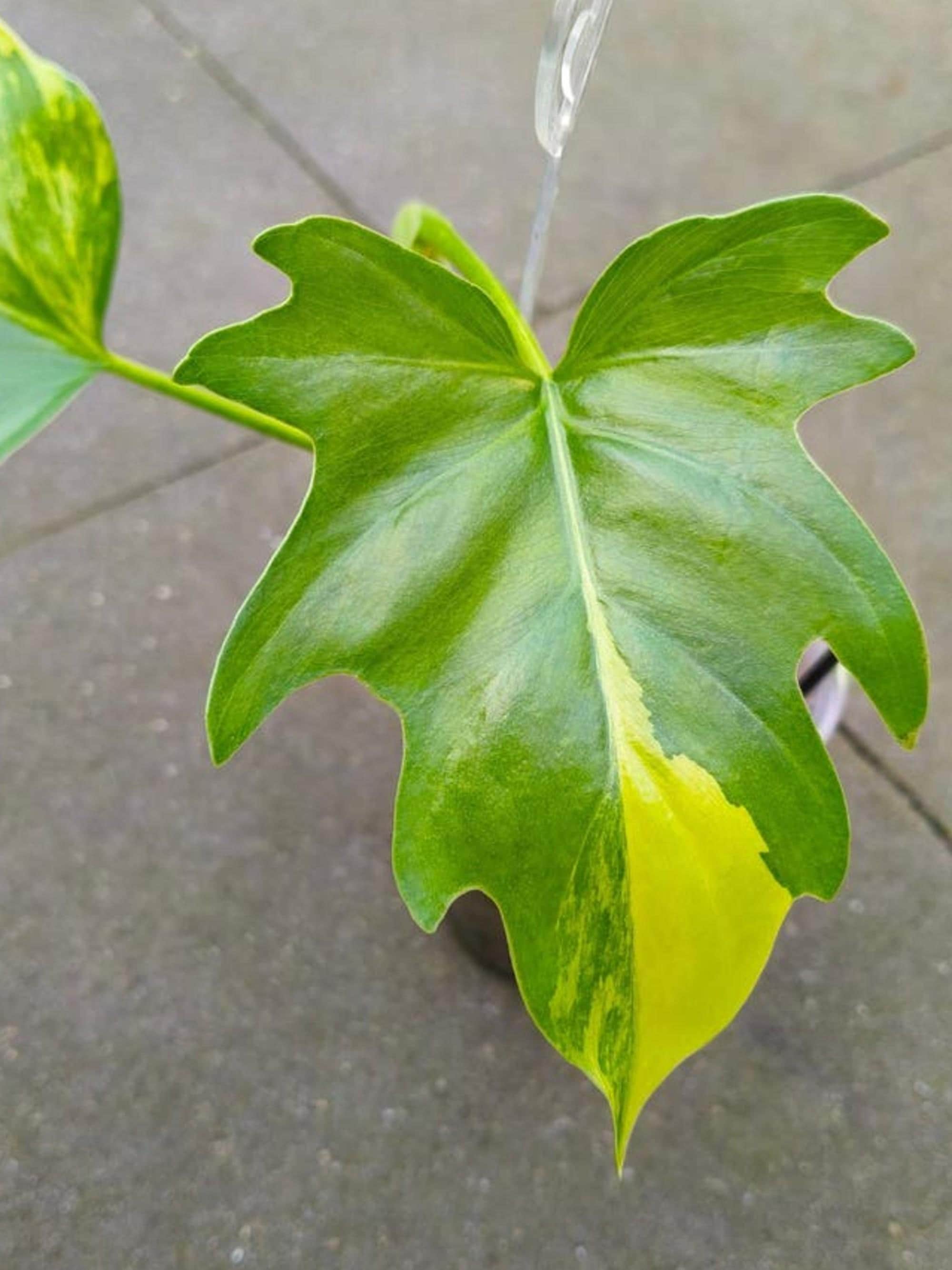 Philodendron Warscewiczii Variegata cutting