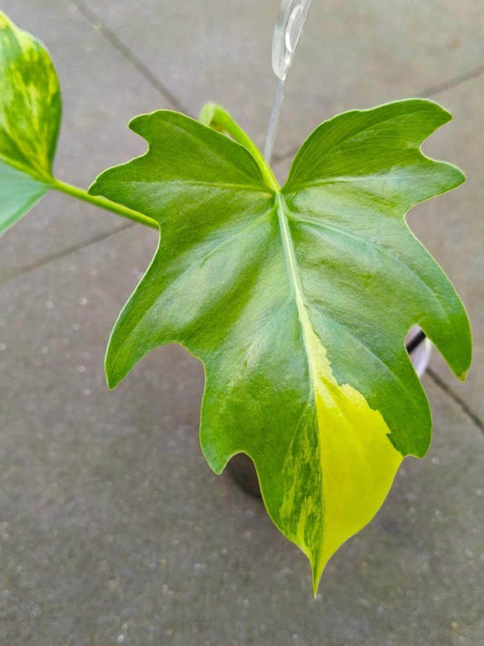 Philodendron Warscewiczii Variegata cutting