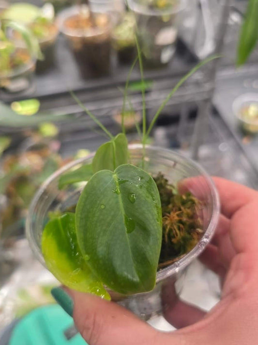 Philodendron Patriciae cutting