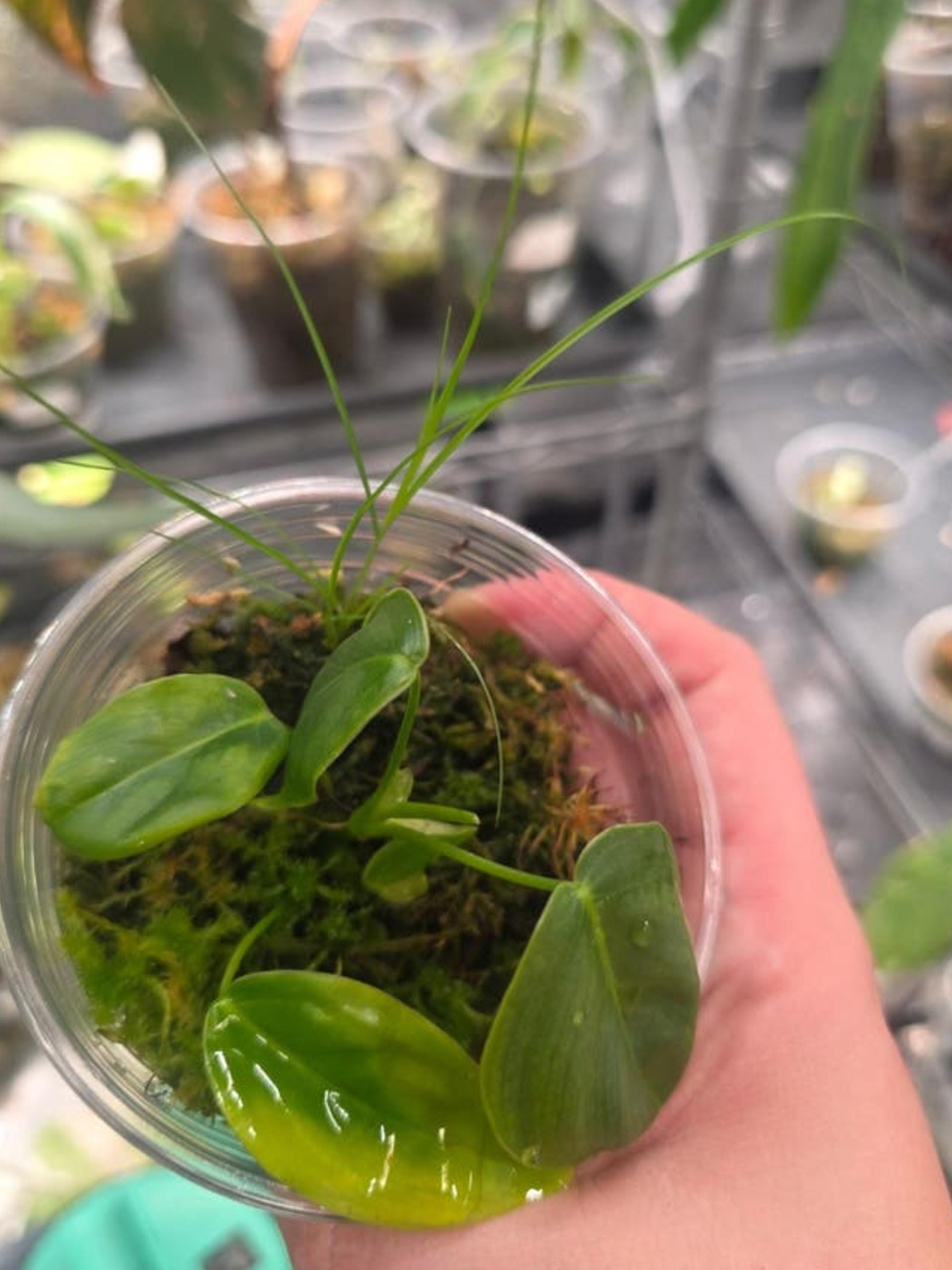 Philodendron Patriciae cutting