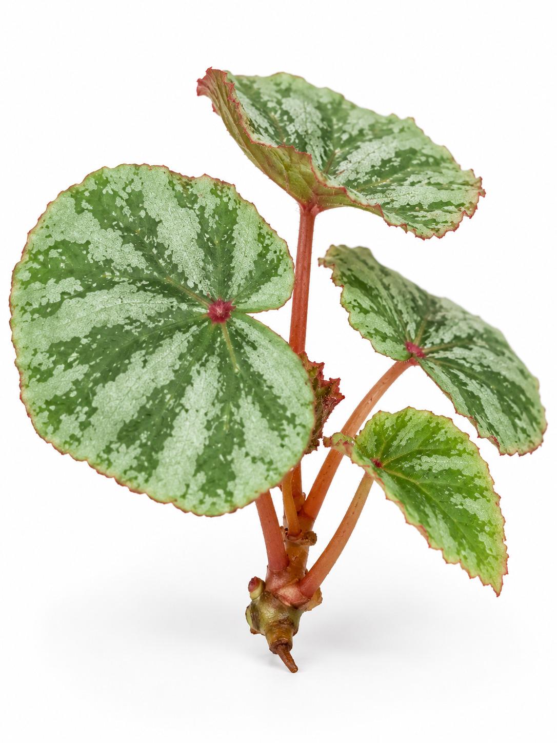 Begonia Temuyuk cutting