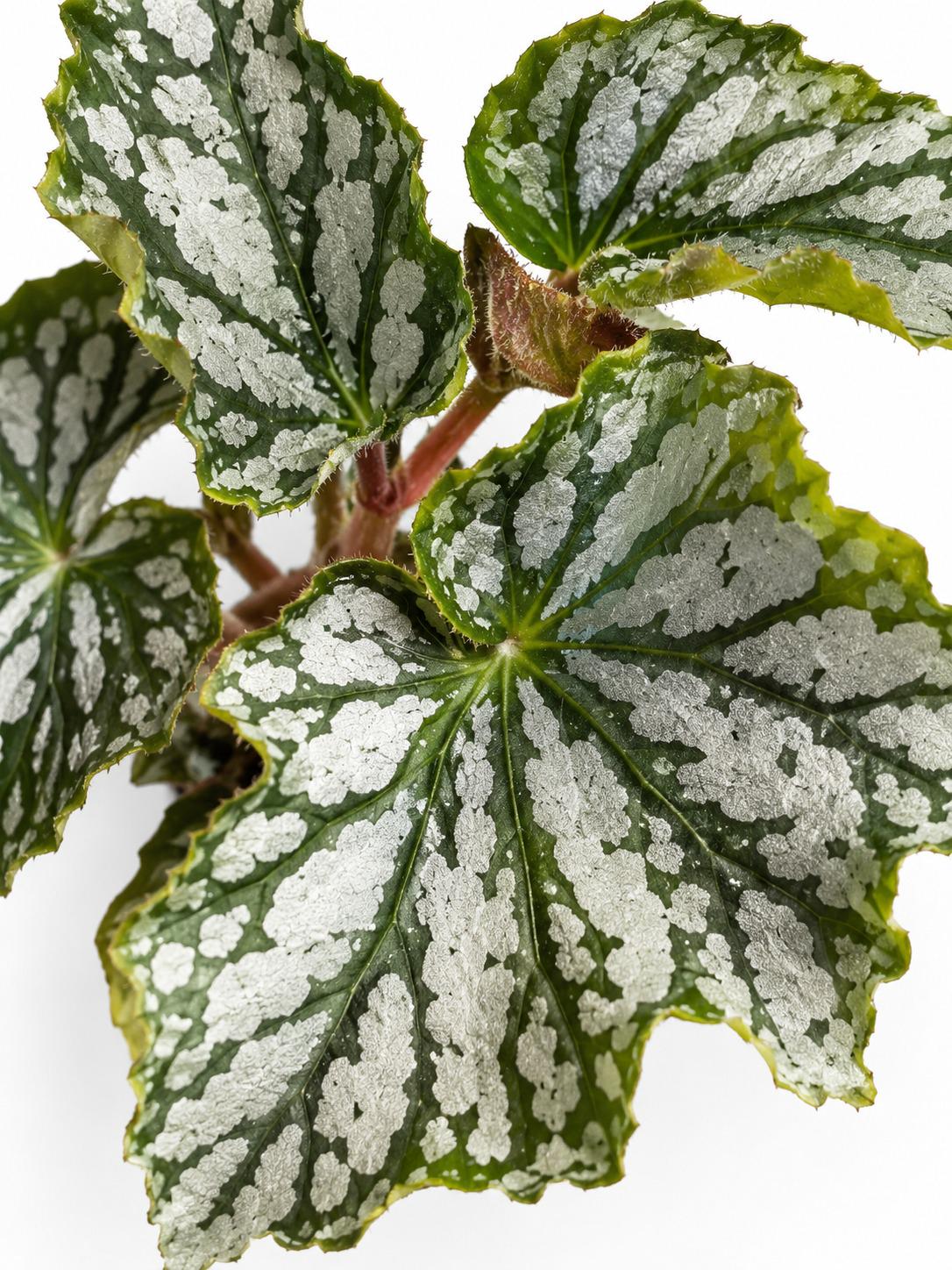 Begonia Avalanche cutting photo 2