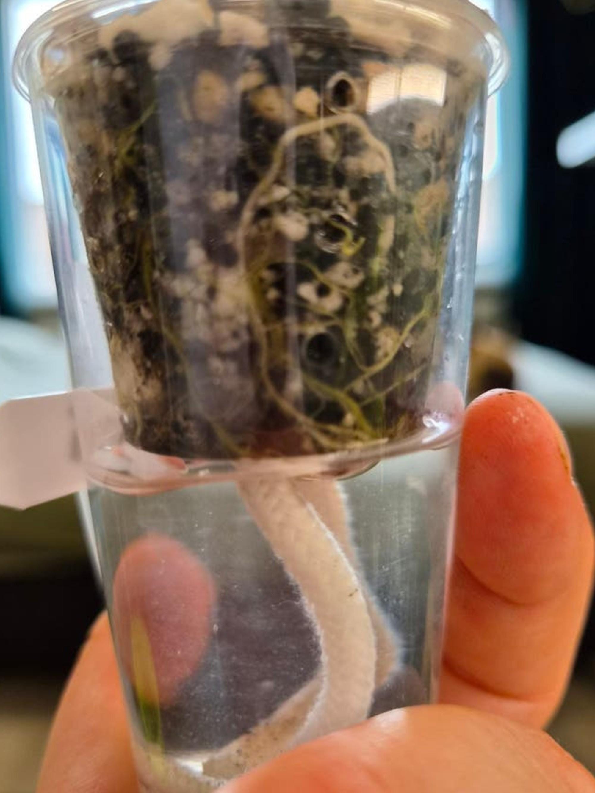 Alocasia Portei bulb
