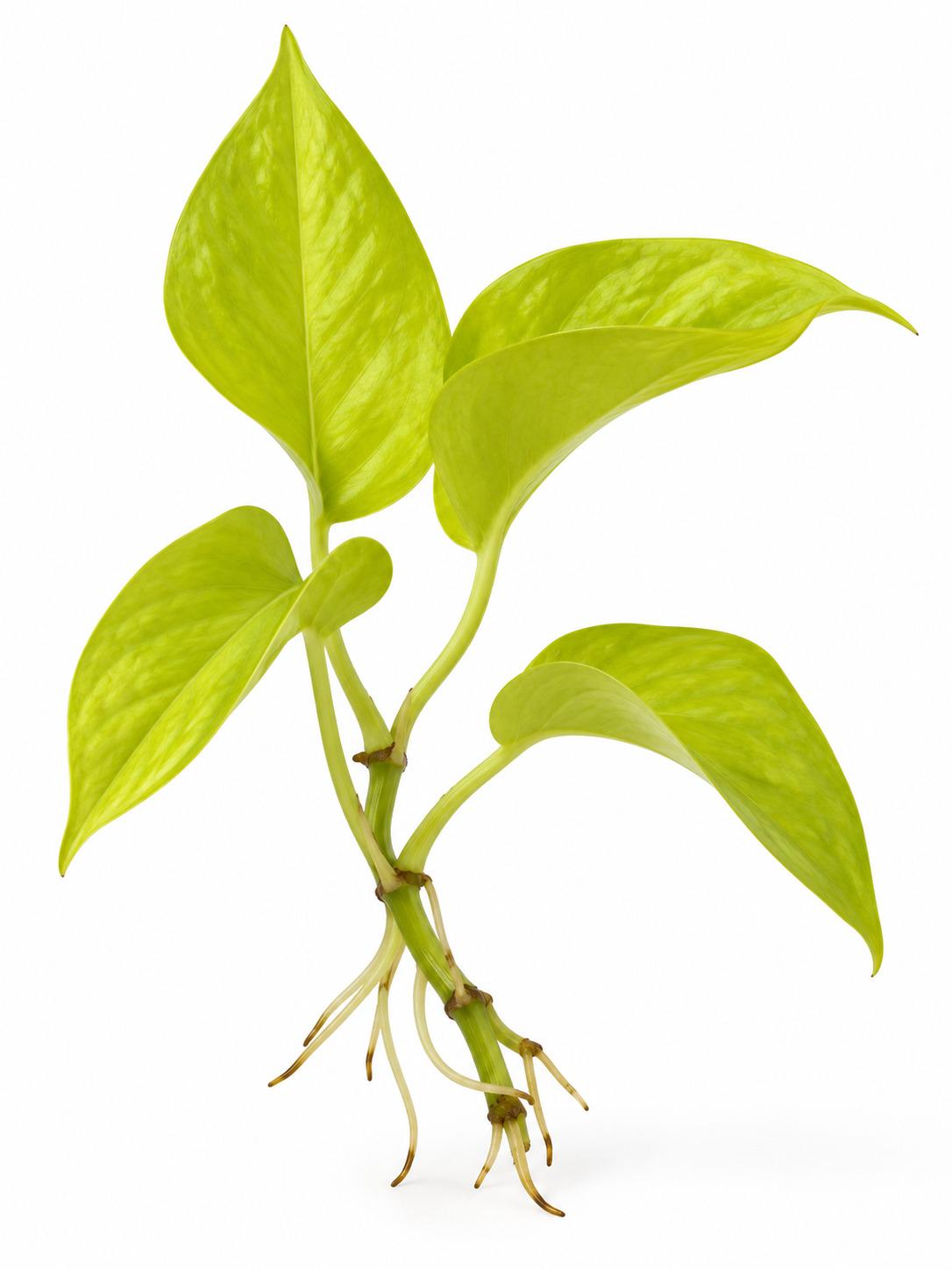 Epipremnum Neon Cutting – photo 2