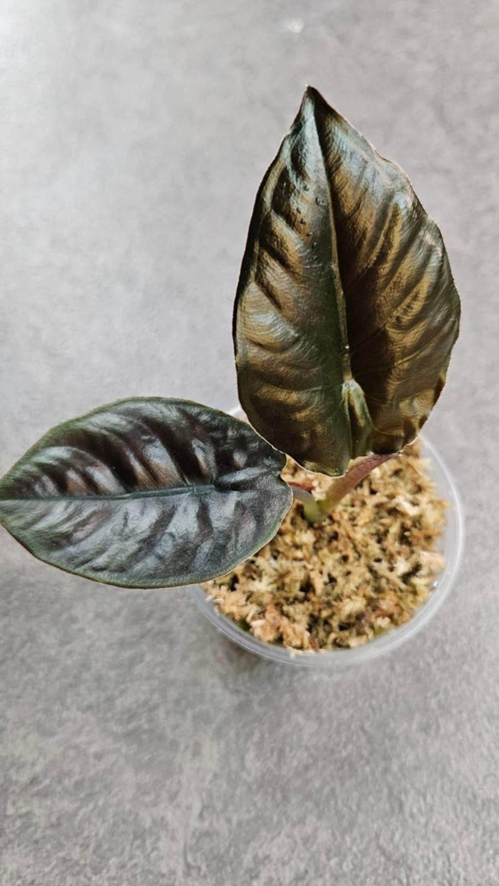 Alocasia Infernalis bulb