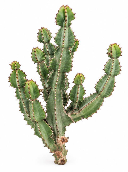 Euphorbia Cooperi cutting