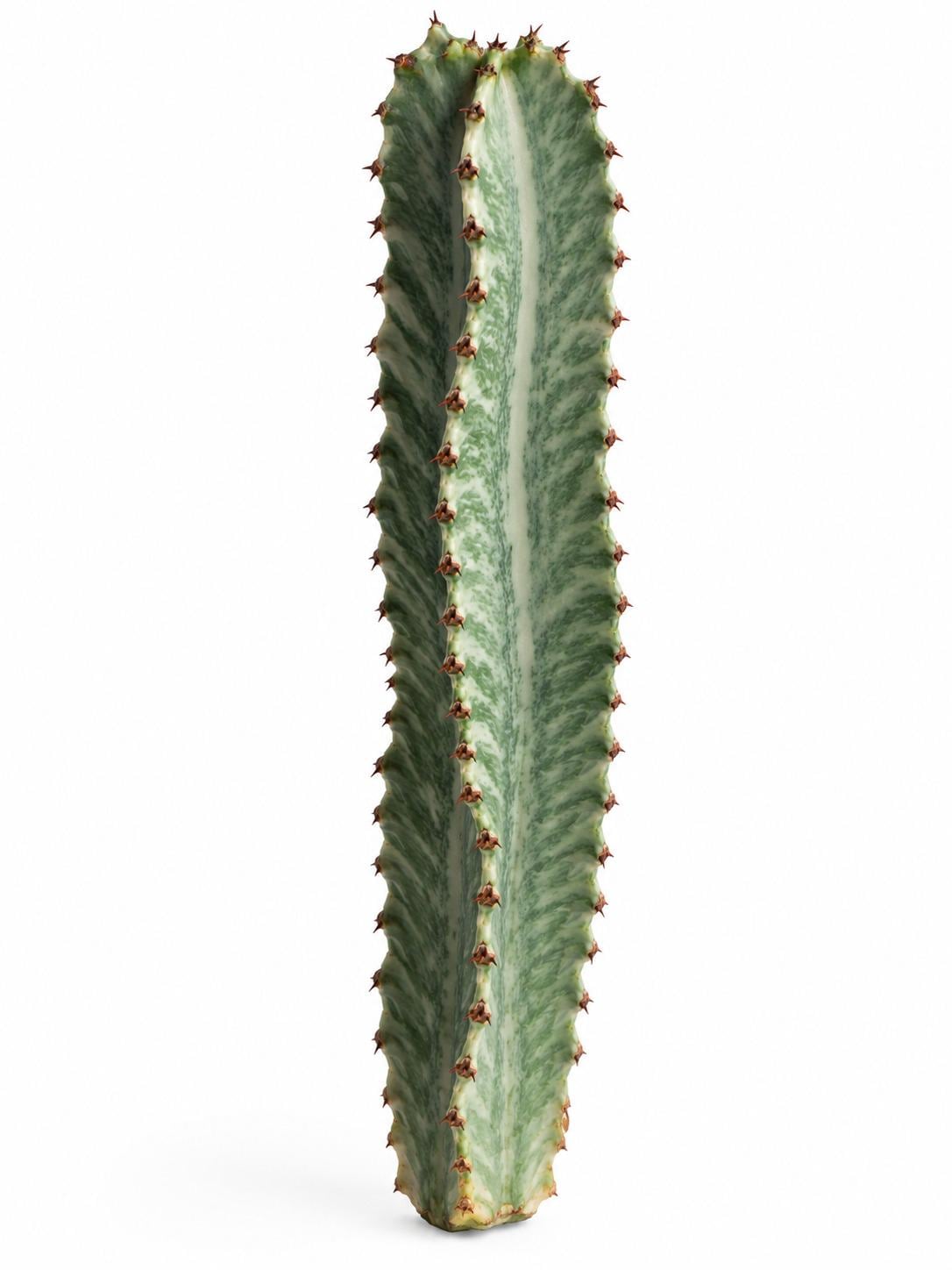 Euphorbia Ingens cutting