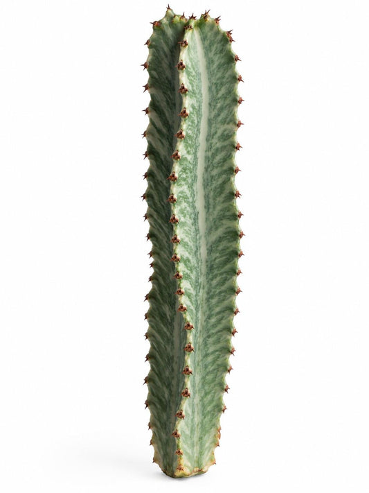 Euphorbia Ingens cutting