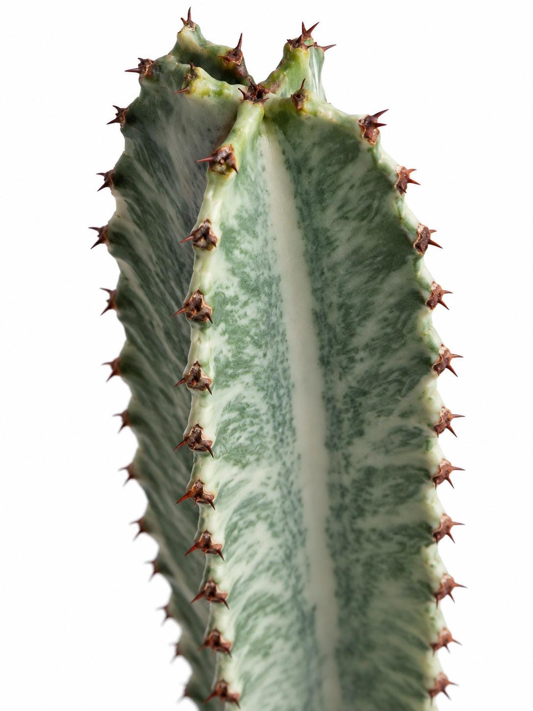 Euphorbia Ingens cutting photo 2