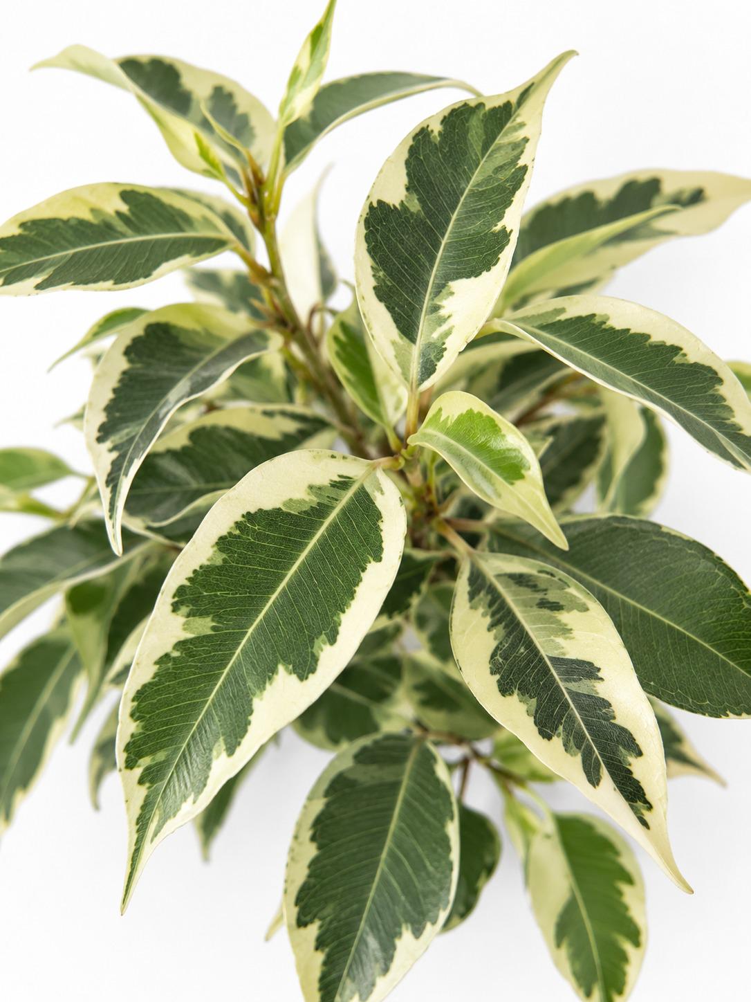 Ficus Starlight cutting photo 2