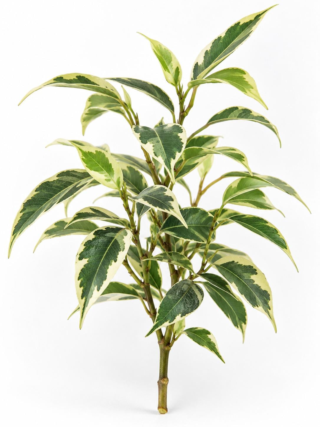 Ficus Starlight cutting