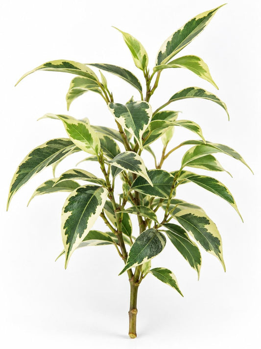 Ficus Starlight cutting