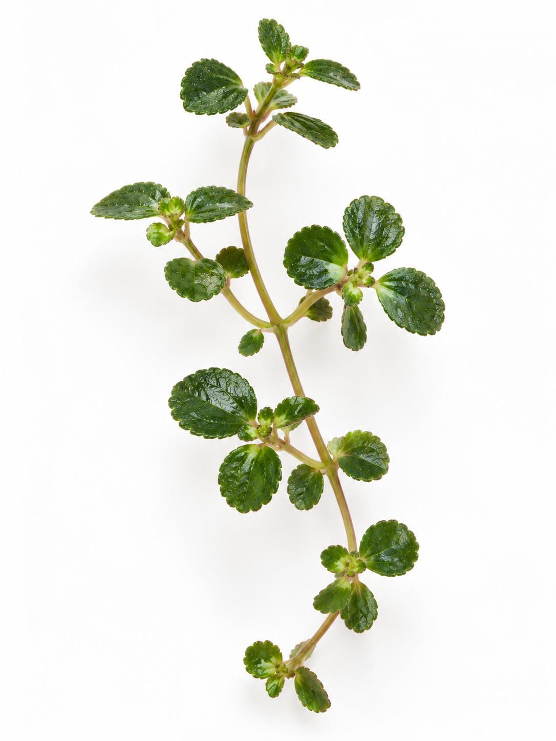 Pilea Depressa cutting