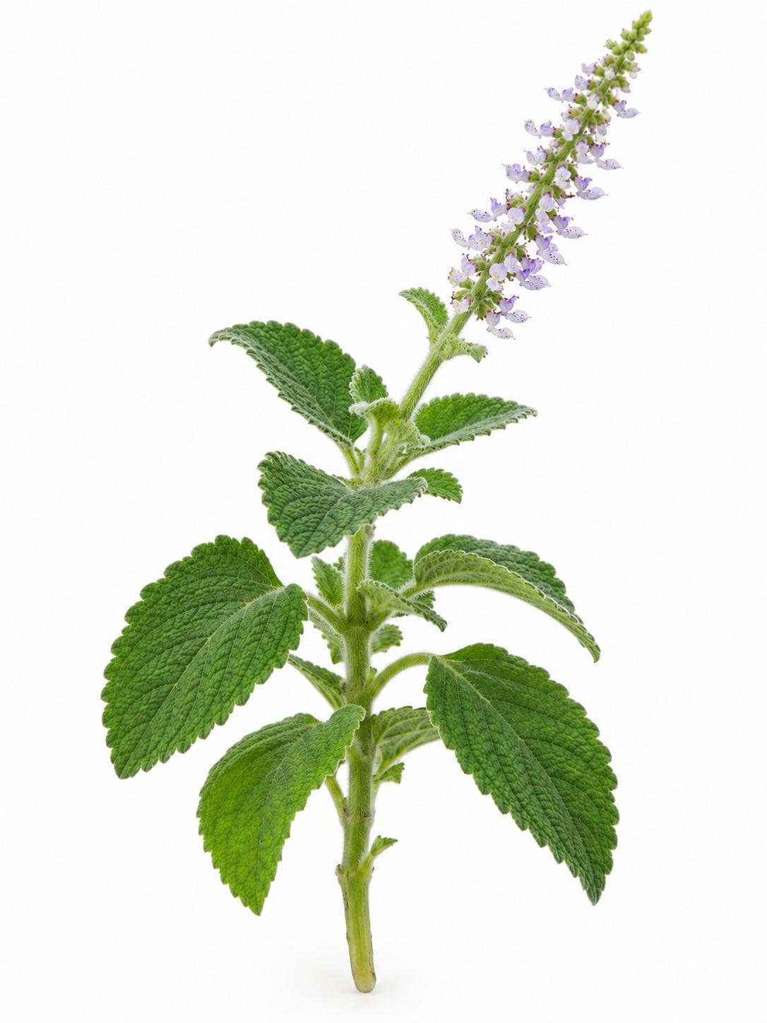 Plectranthus Bellus cutting