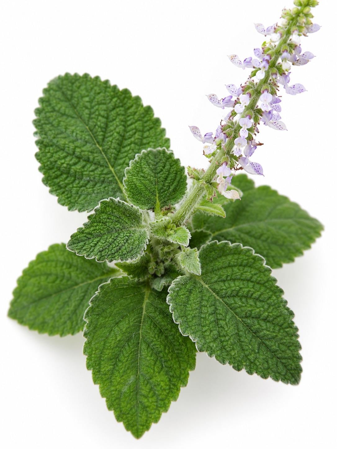 Plectranthus Bellus cutting photo 2
