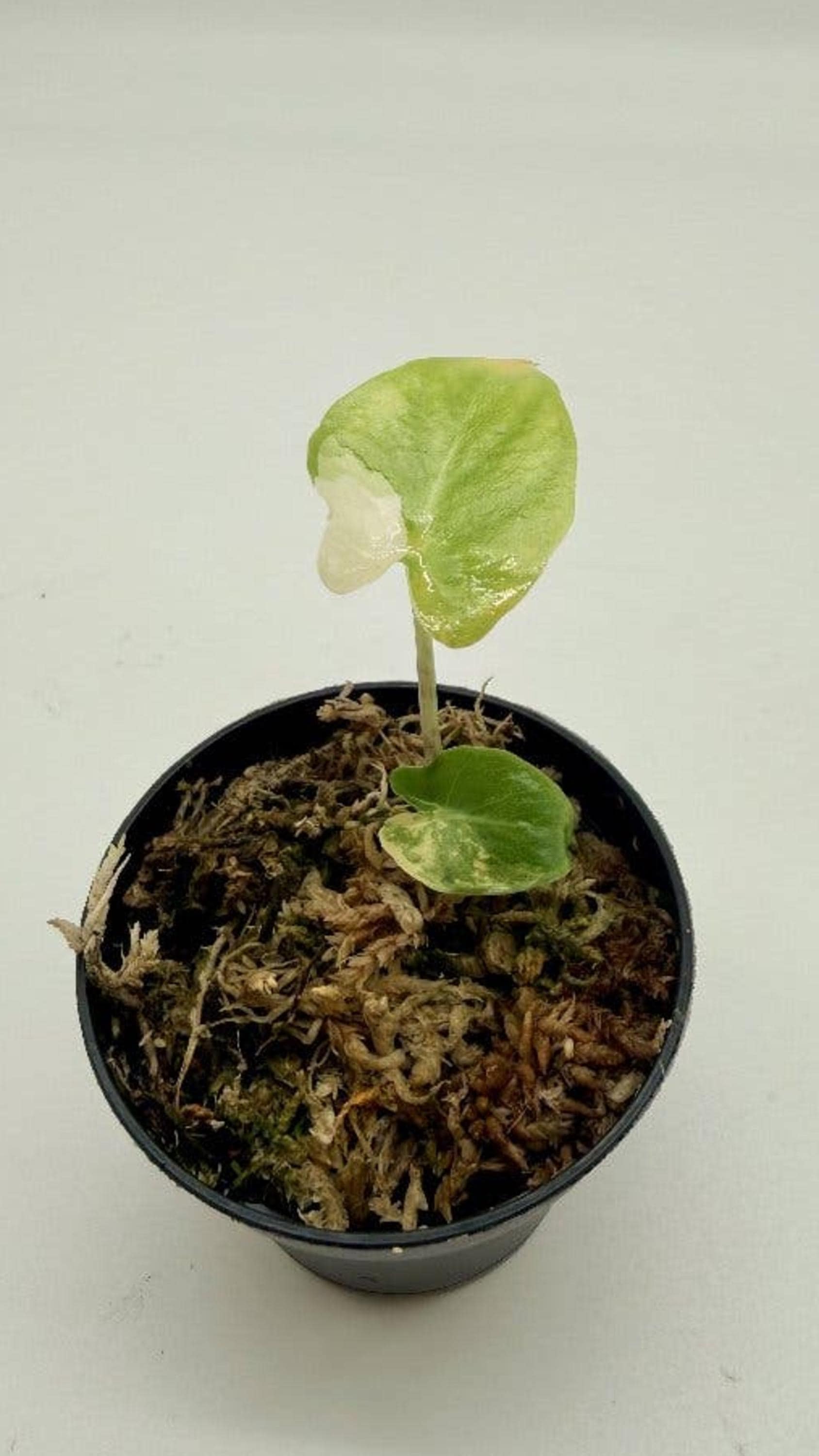 Alocasia Calidora Albo Variegata bulb