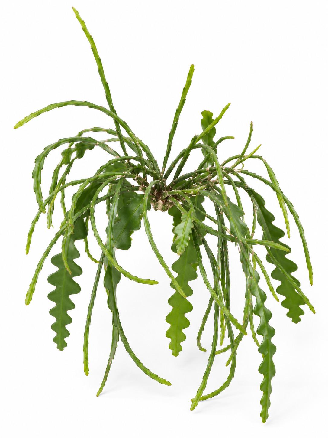 Rhipsalis Rotskoraal cutting