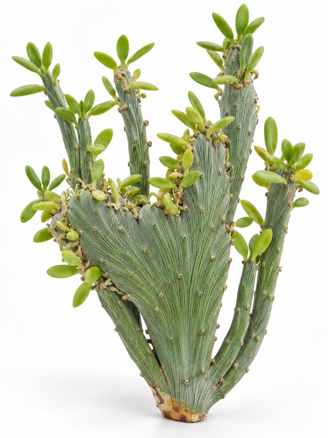 Senecio Anteuphorbium cutting