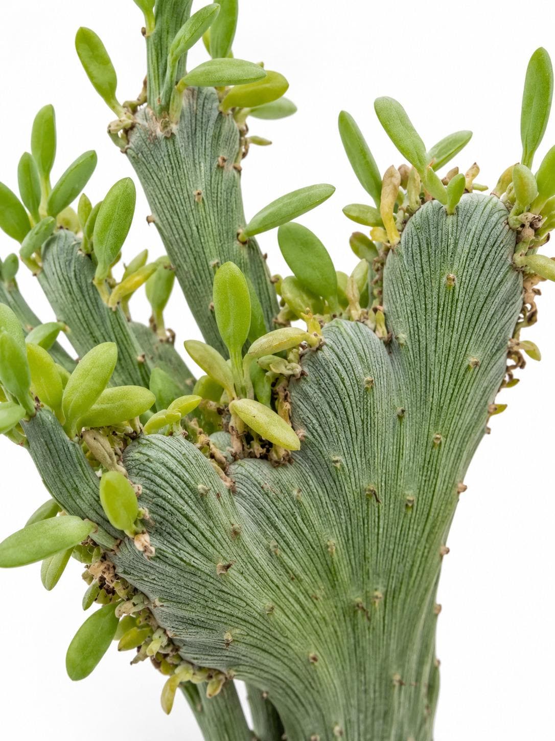 Senecio Anteuphorbium cutting photo 2