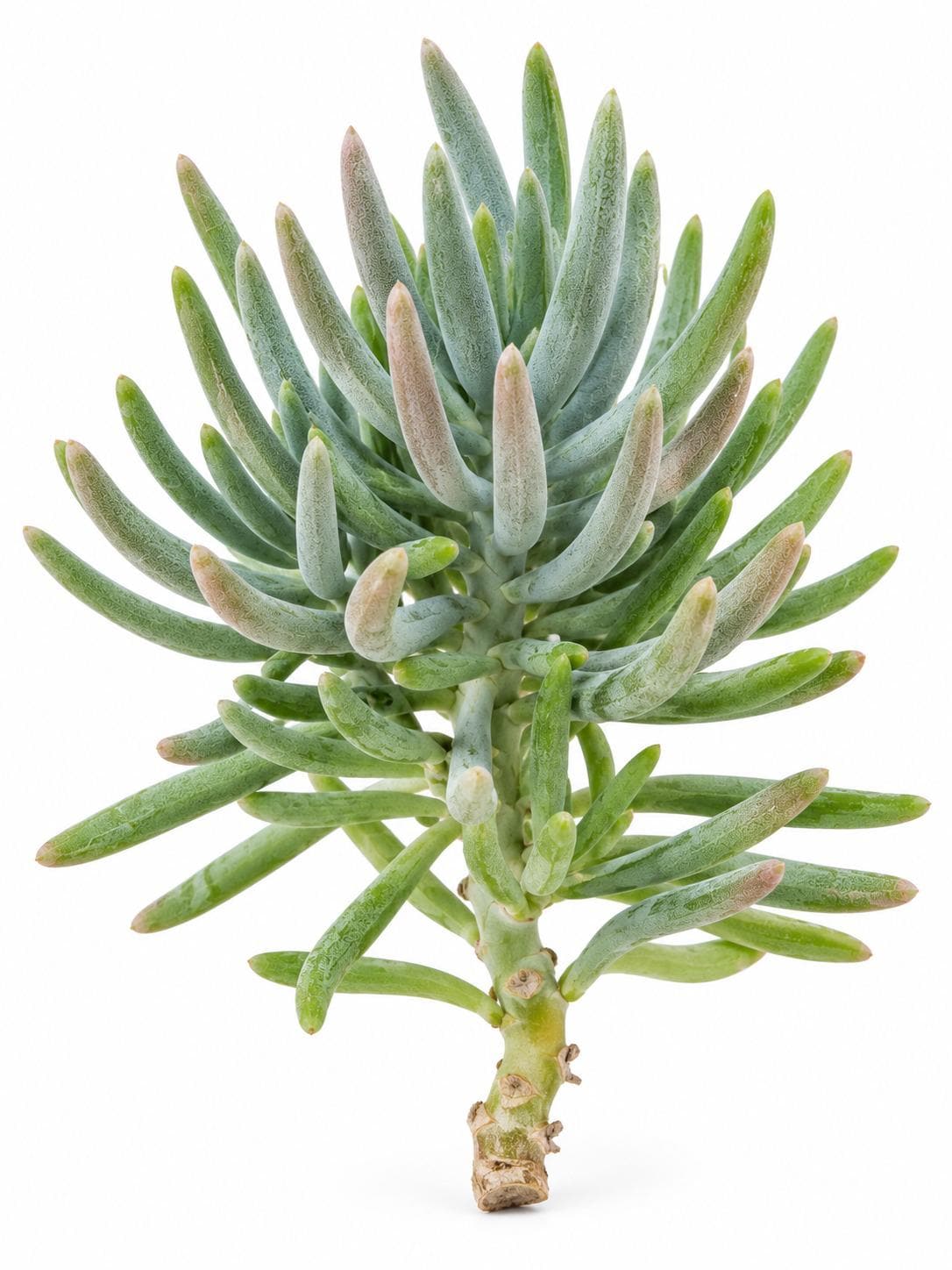 Senecio Scaposus cutting