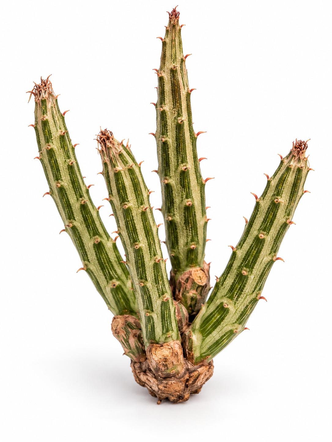Senecio Stapeliformis cutting