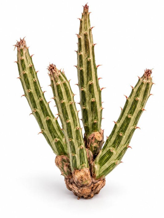 Senecio Stapeliformis cutting